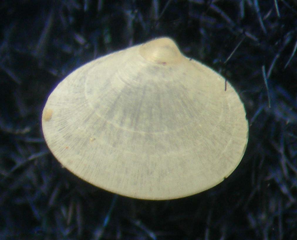 bivalve capraia